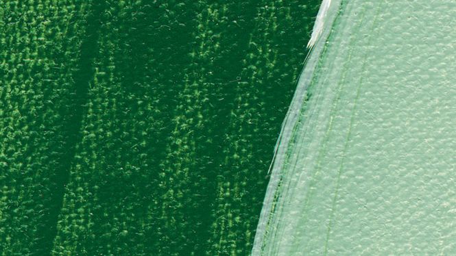 Hovedbilde Schmincke Akademie 60ml. leaf green